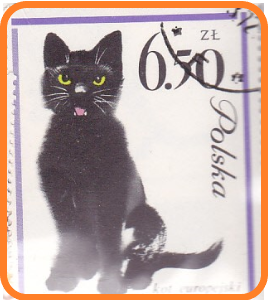Kočky