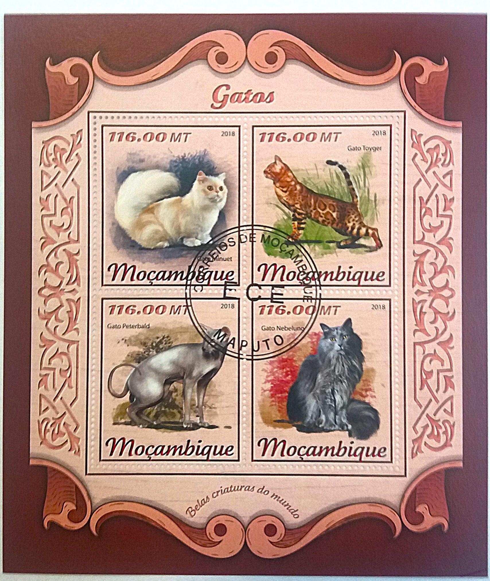 Aršík Mozambique - kočky