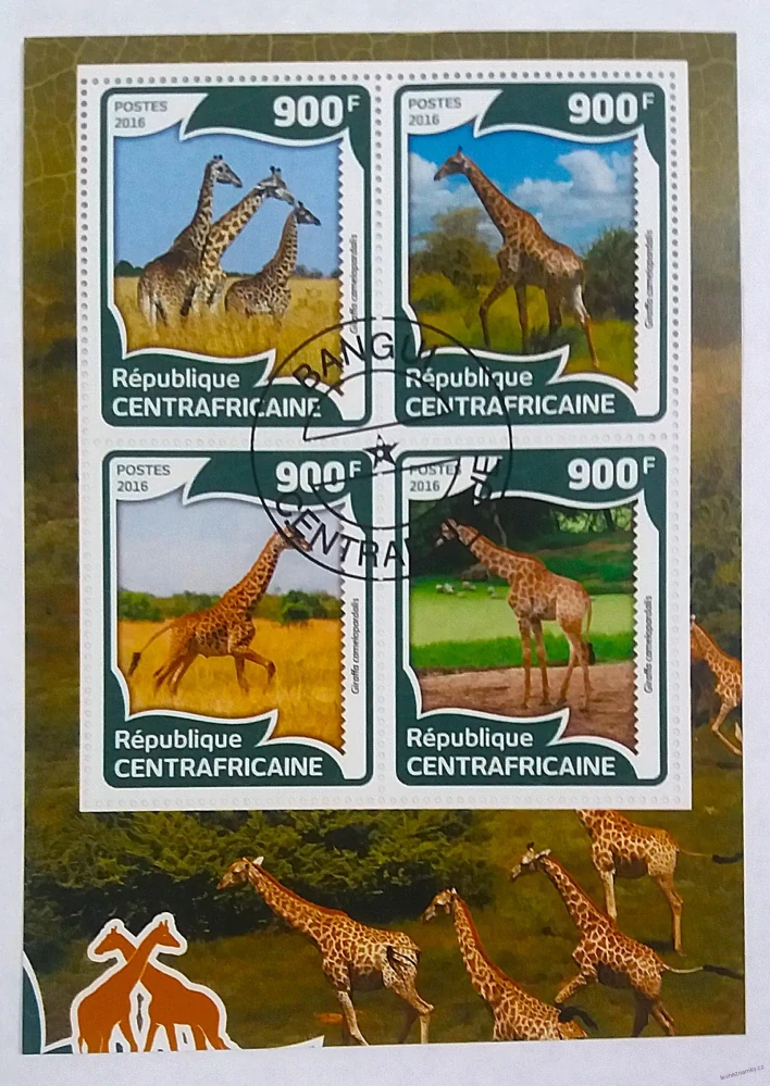 Aršík - CentrAfrica - žirafy