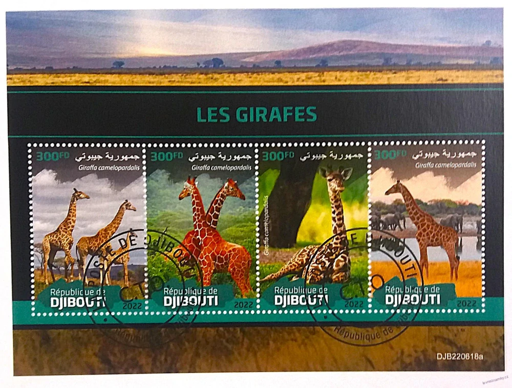 Aršík - Djibouti - žirafy