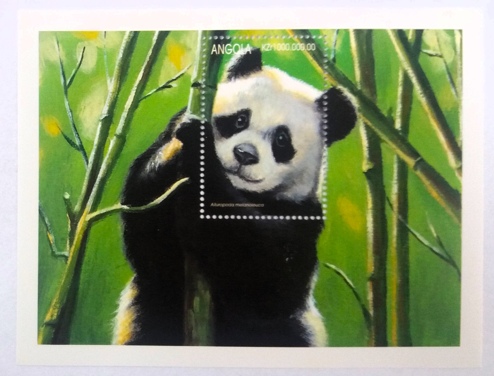 Aršík Angola - panda