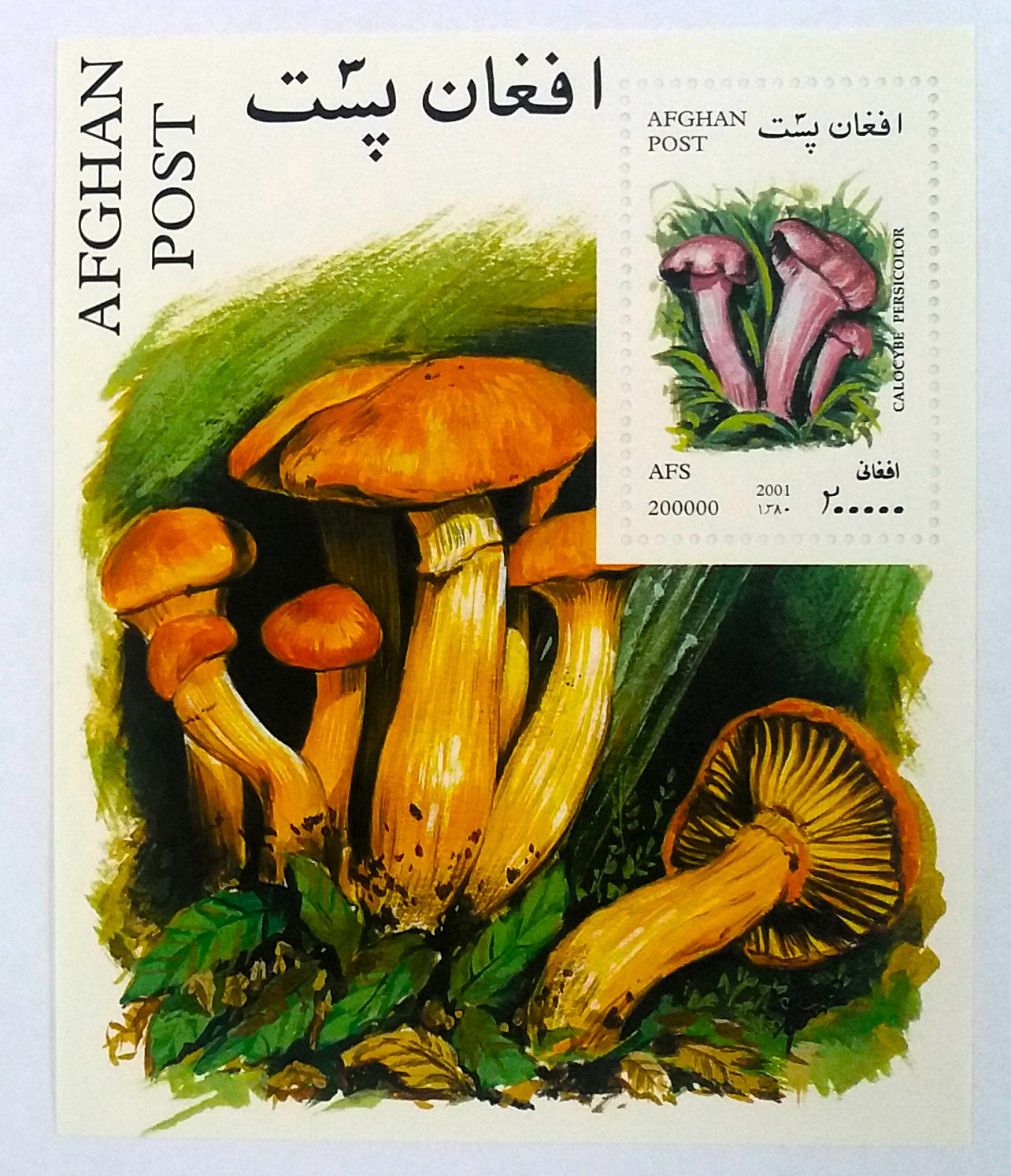Aršík Afghan - houby