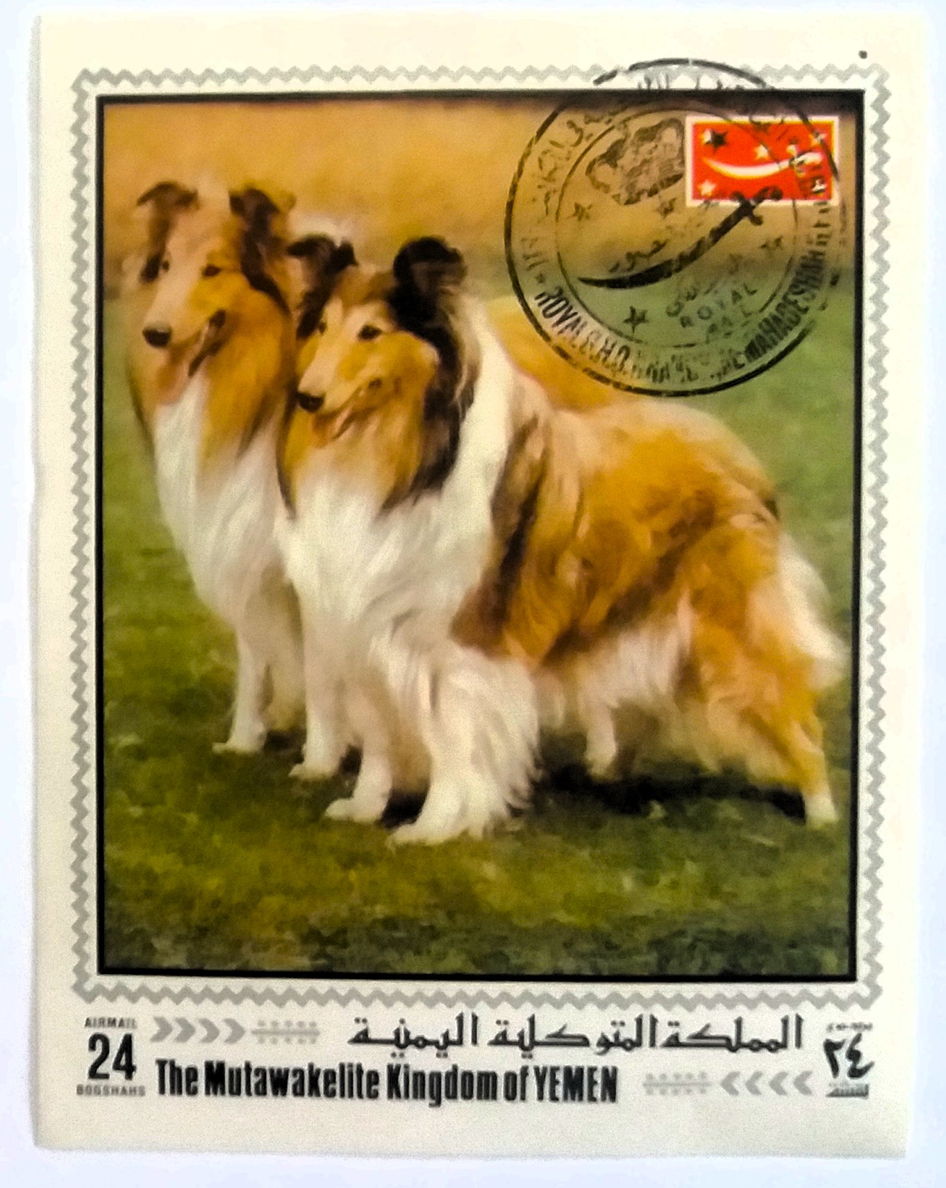 Aršík Yemen - psi