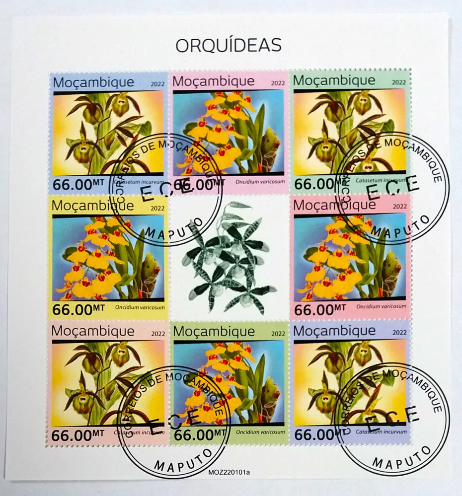 Aršík Mozambik - orchideje