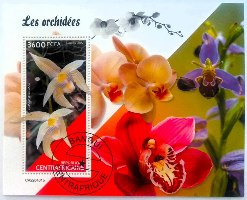 Aršík Centrafrica - orchideje
