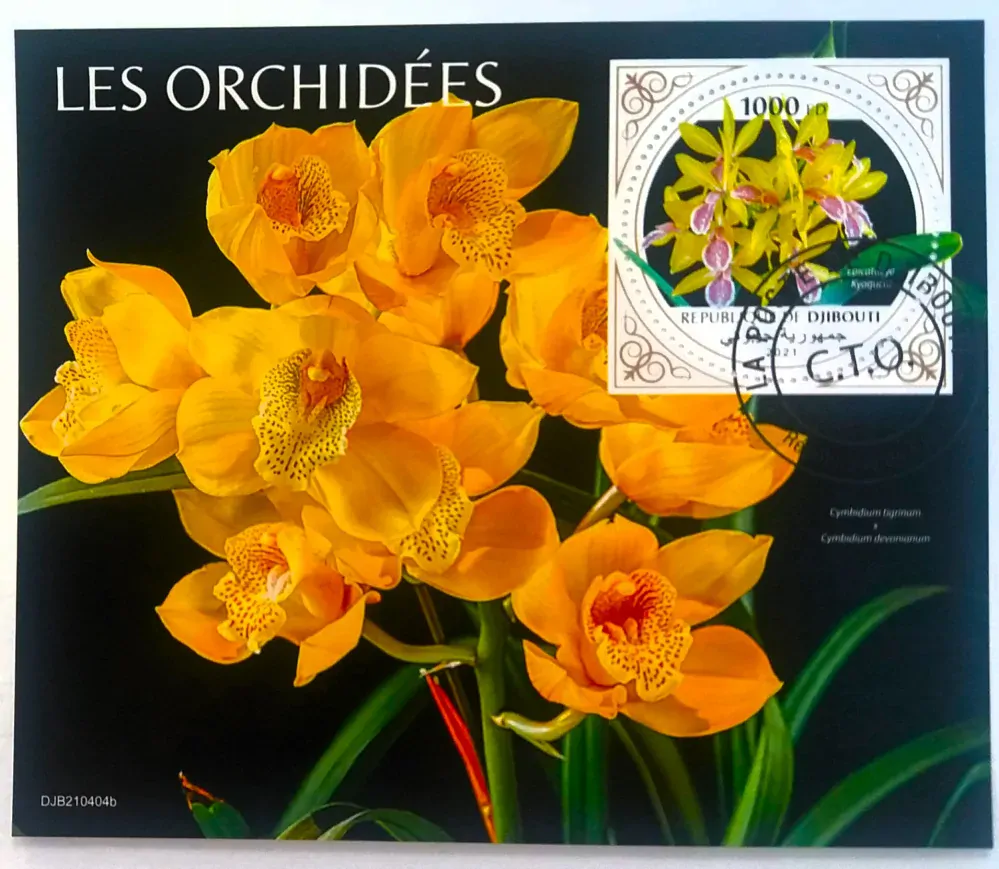 Aršík Djibouti - orchideje