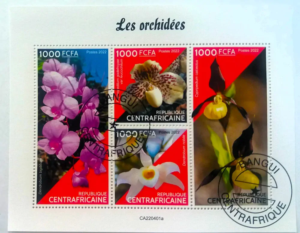 Aršík Centrafrica - orchideje