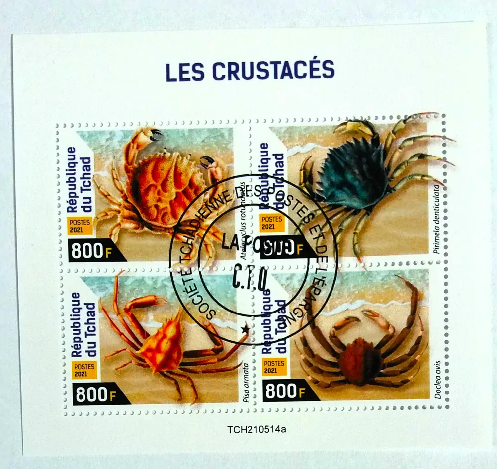 Aršík Tchad - krabi