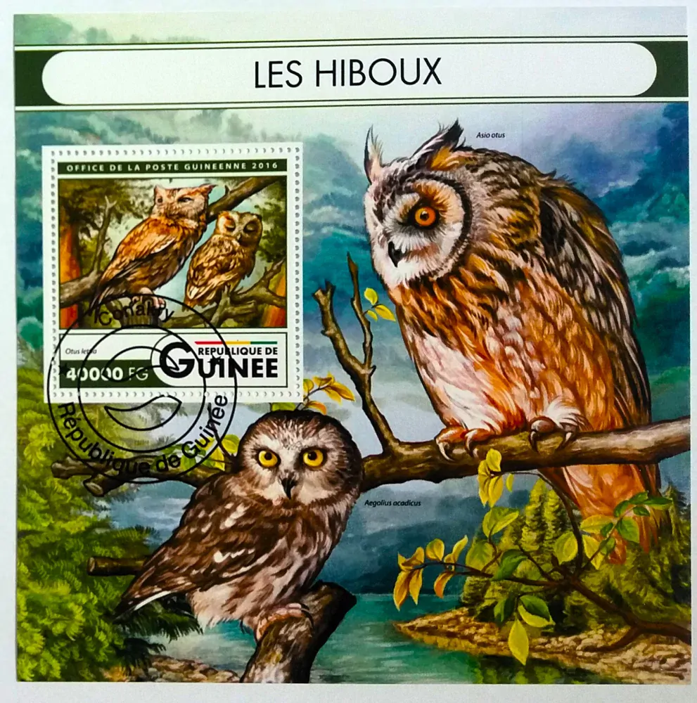 Aršík Guinee - sovy