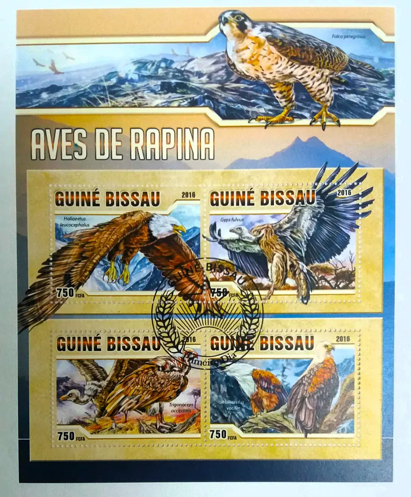 Aršík Guiné-Bissau - dravci