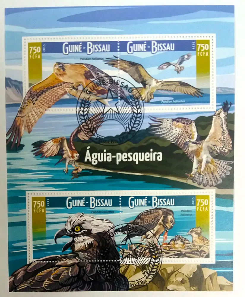 Aršík Guiné-Bissau - vodní dravci