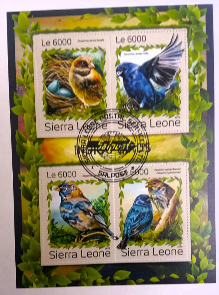 Aršík Sierra Leone - ptáci