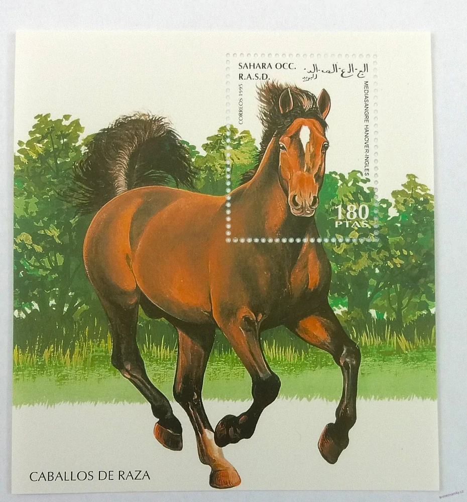 Aršík - Sahara OCC - koně - čistý