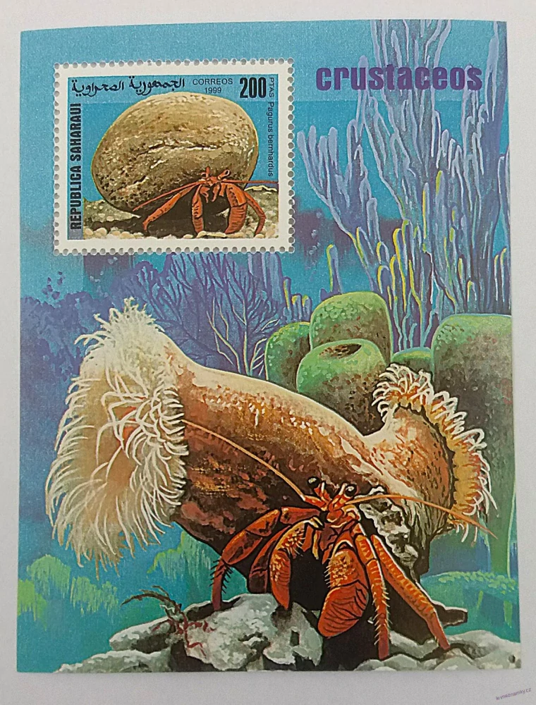 Aršík - Saharaui - krabi - čistý