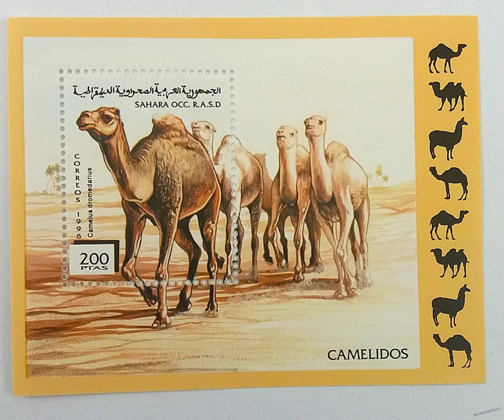Aršík - Sahara OCC - velbloudi - čistý