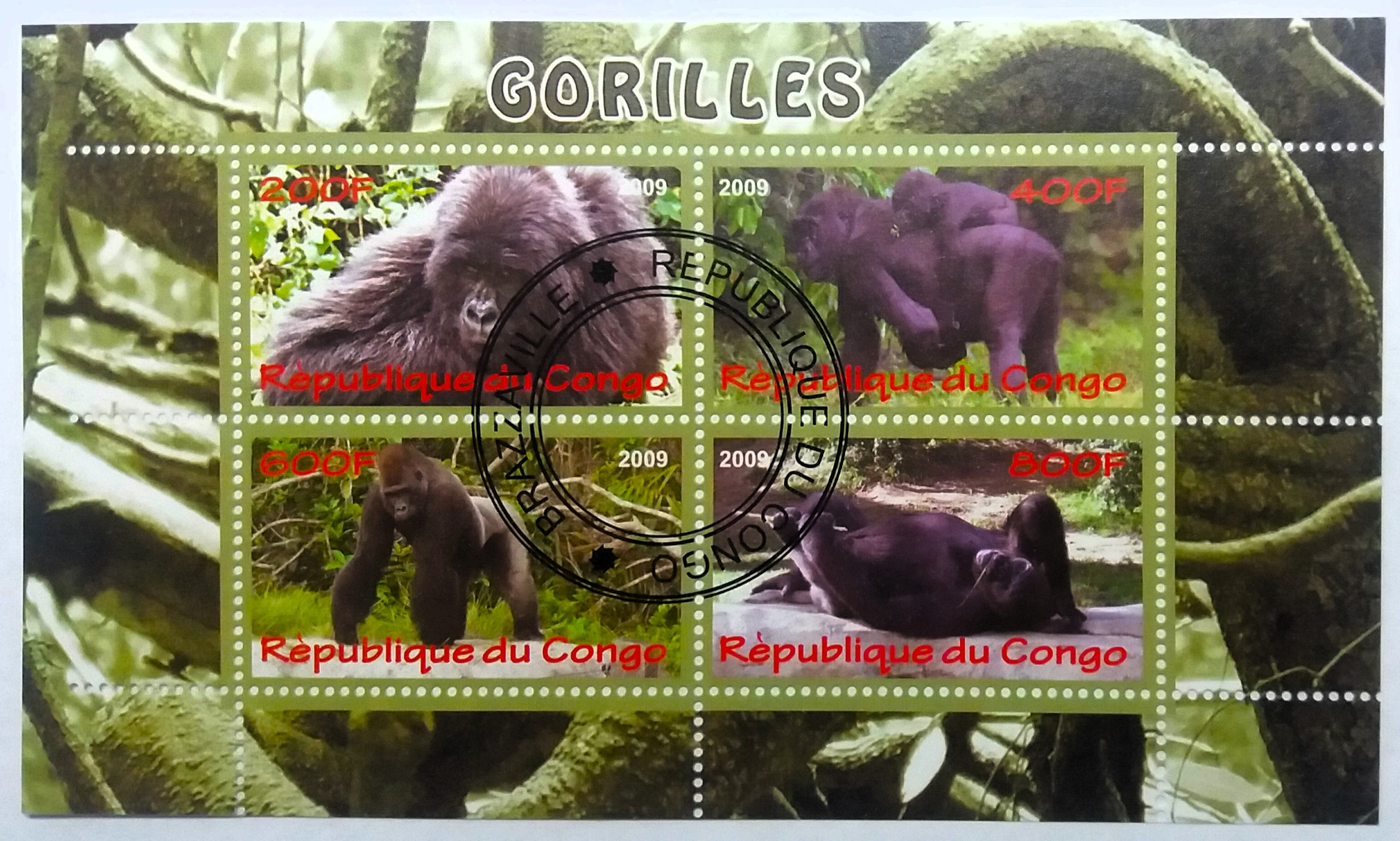 Aršík Congo - gorily