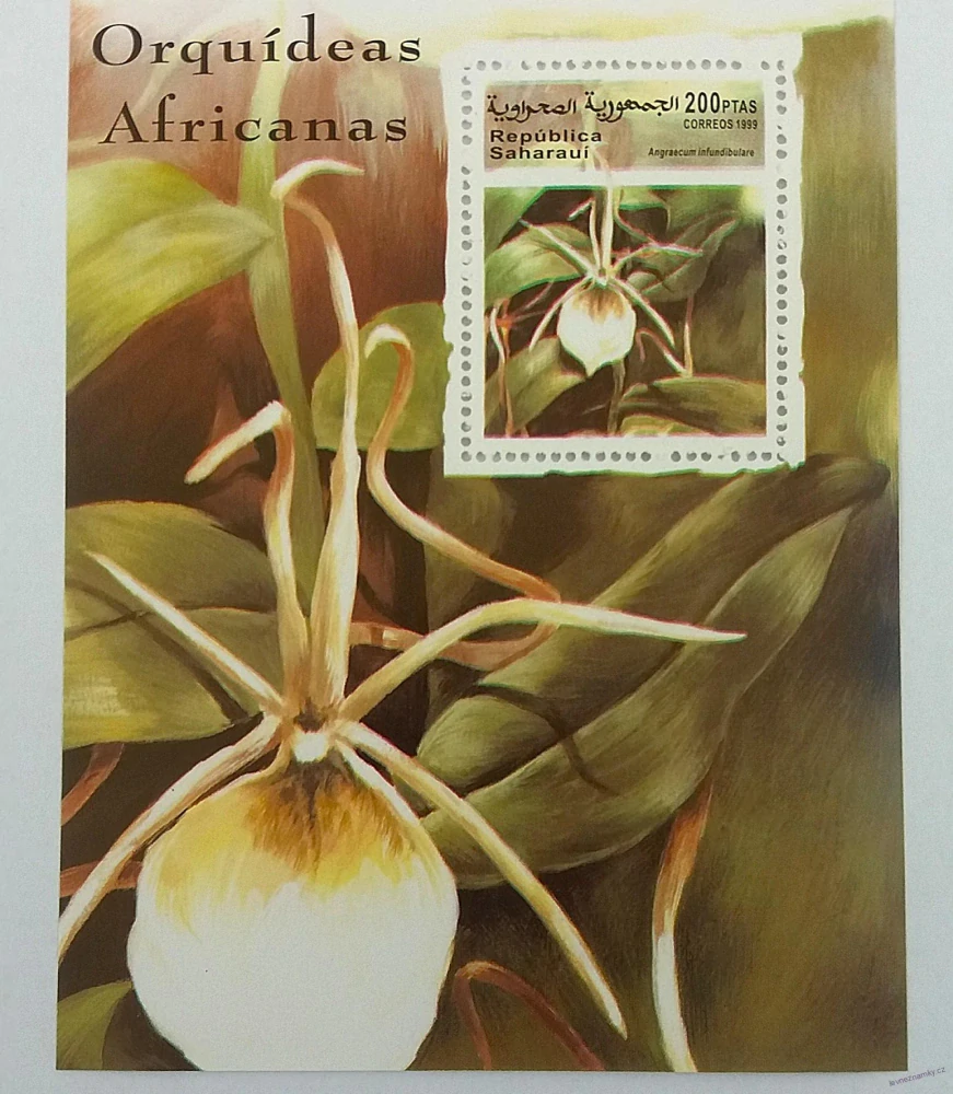 Aršík - Saharaui - orchideje - čistý