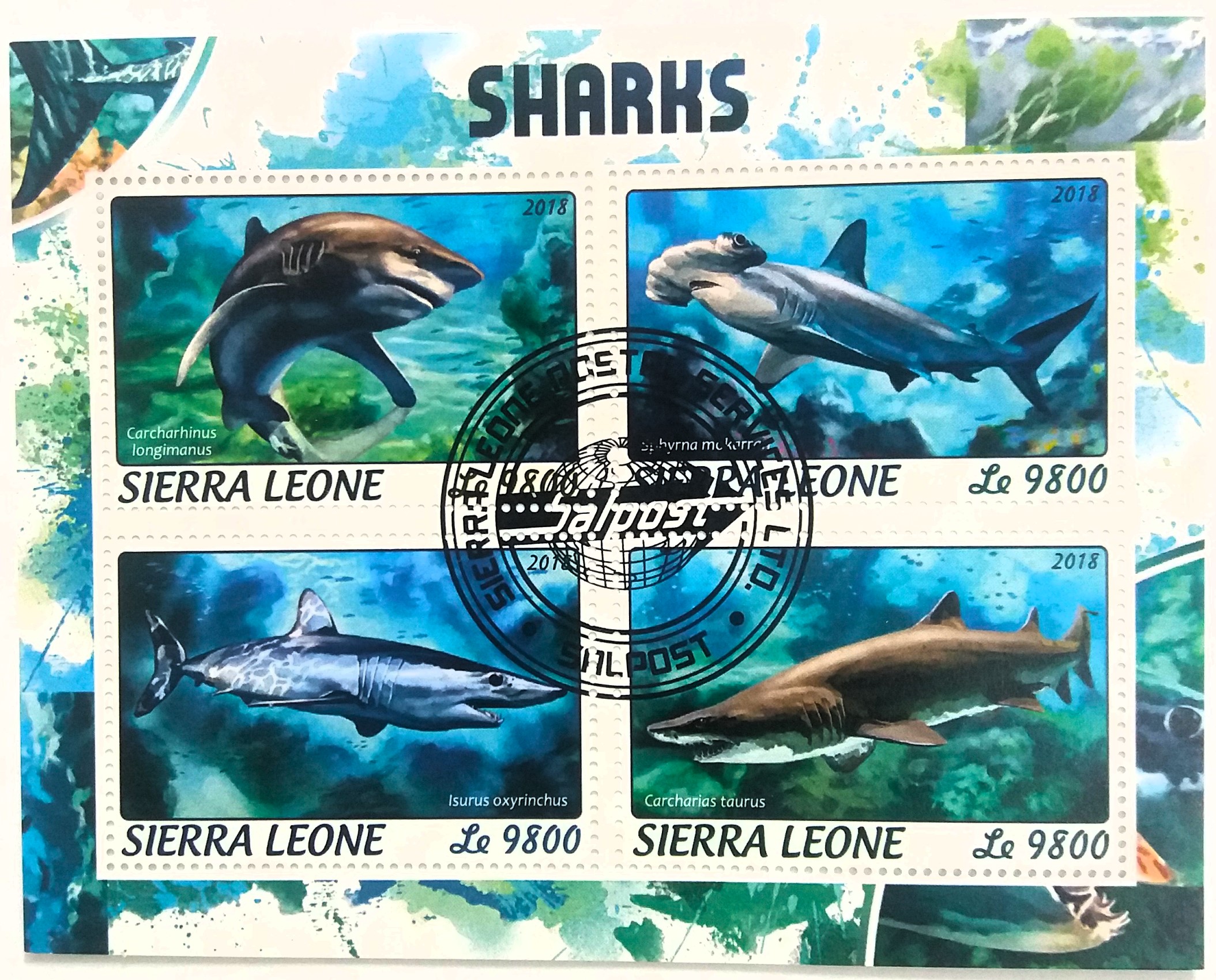 Aršík Sierra Leone - žraloci