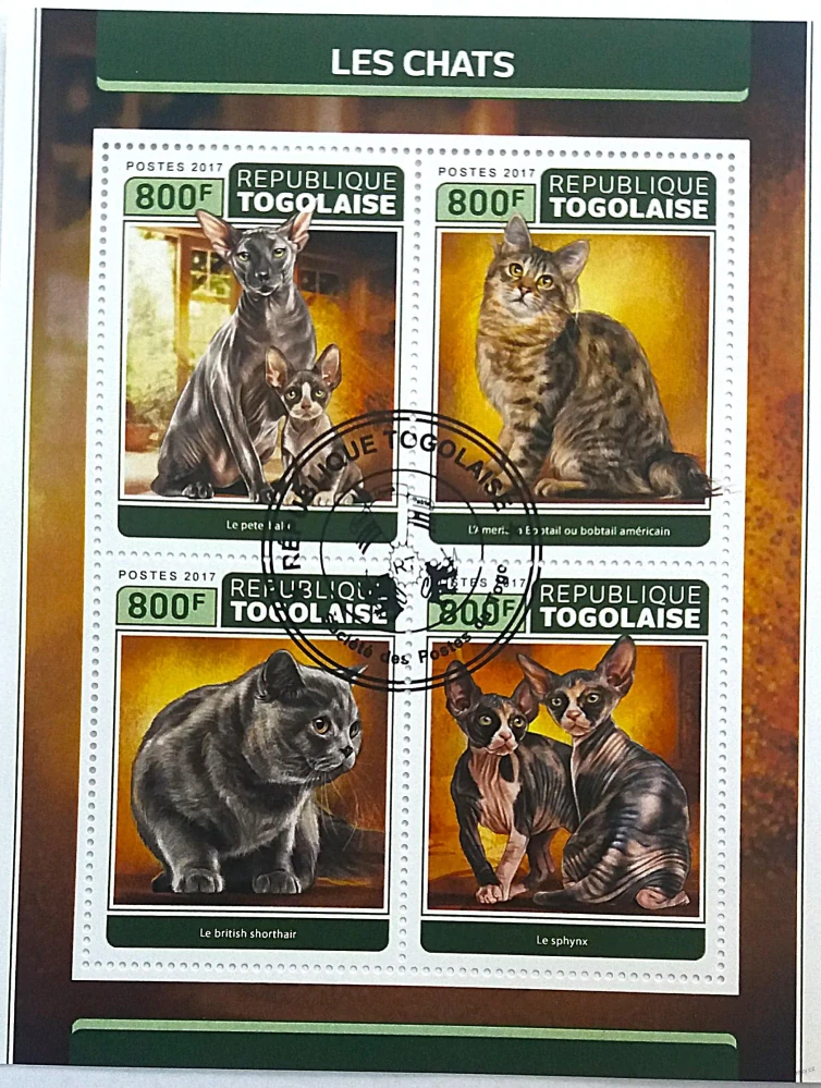 Aršík Togolaise - kočky