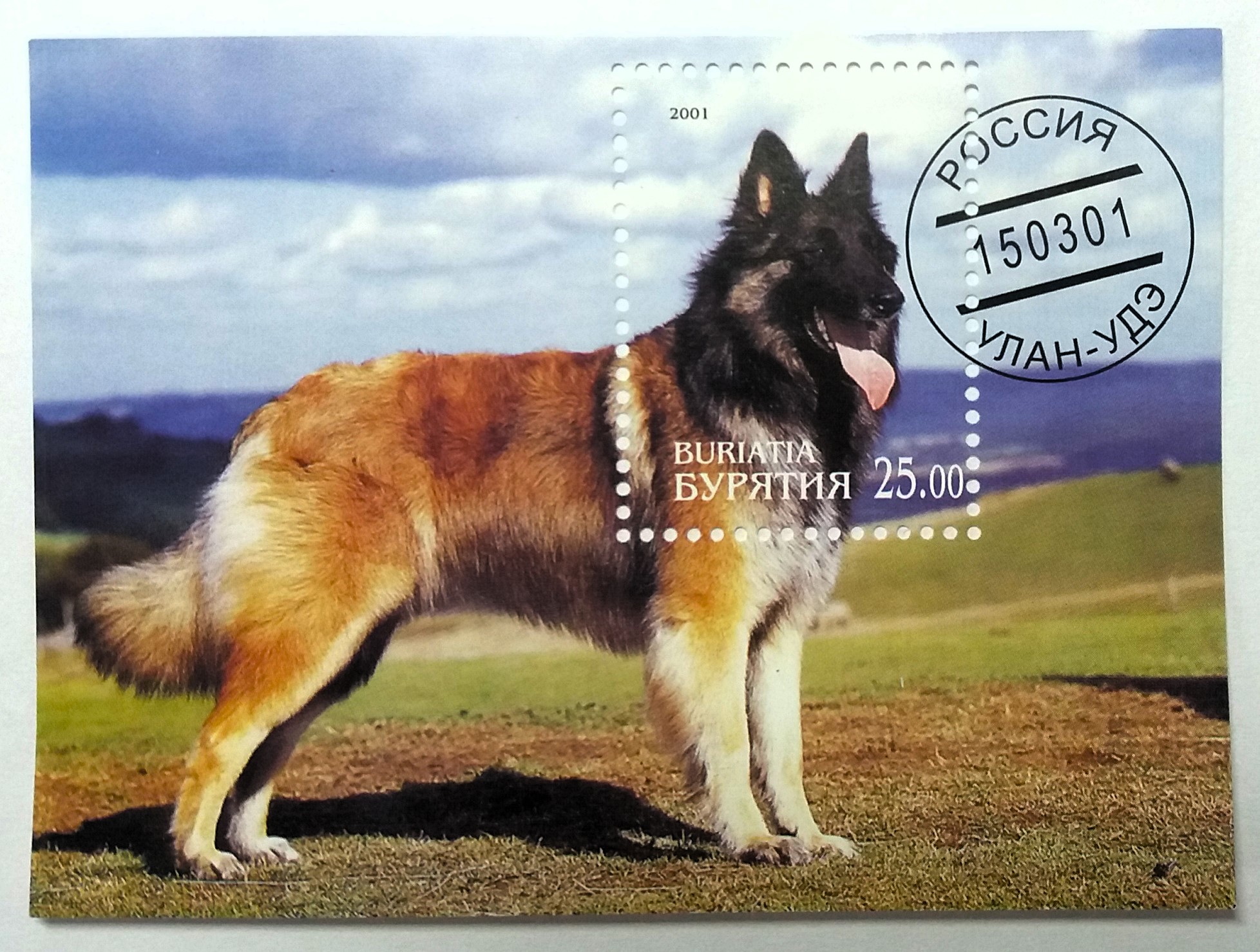 Aršík Buriatia - psi