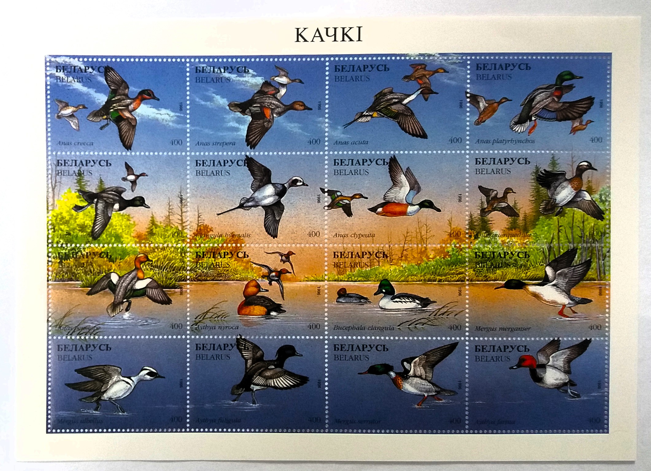 Aršík Belarus - kachny