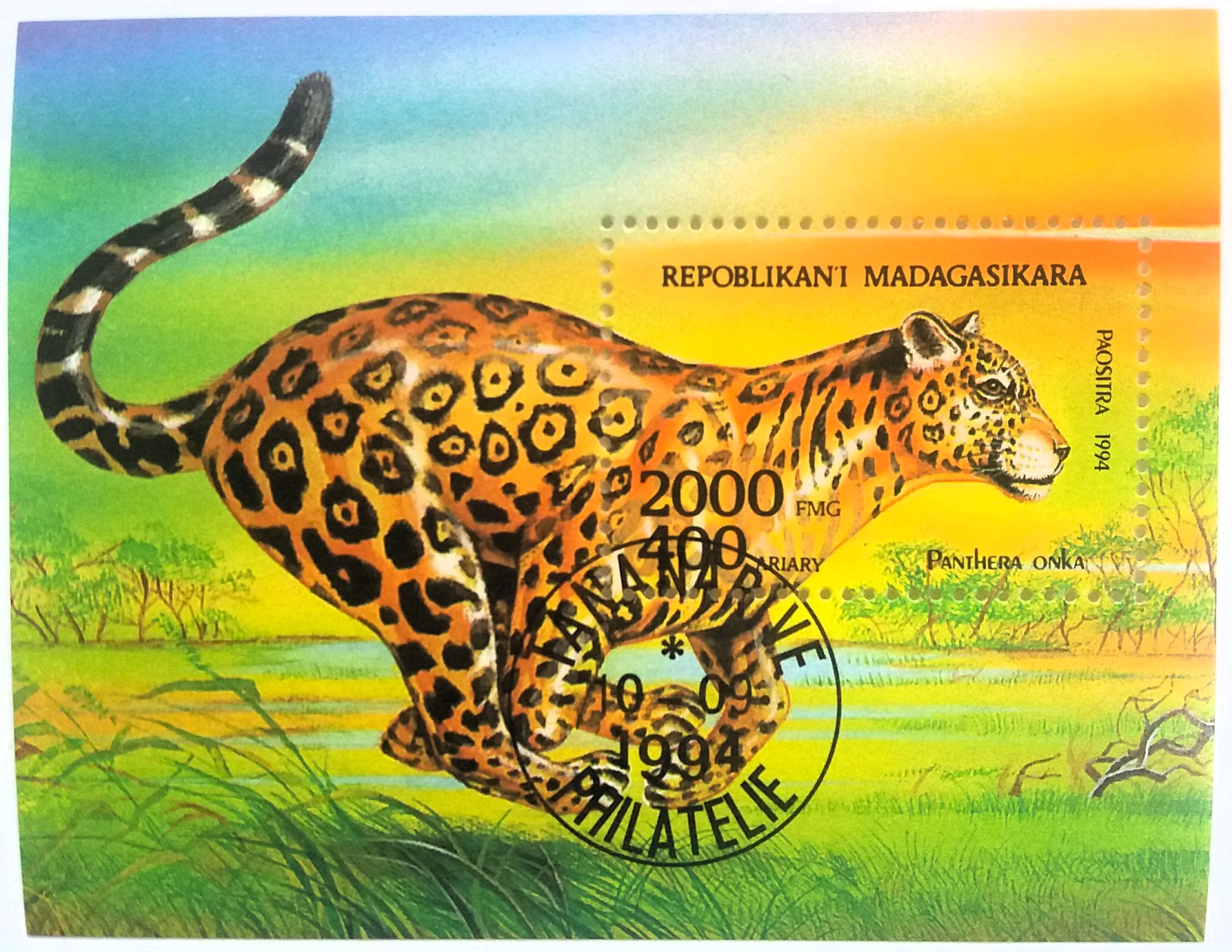 Aršík Tanzania - panter