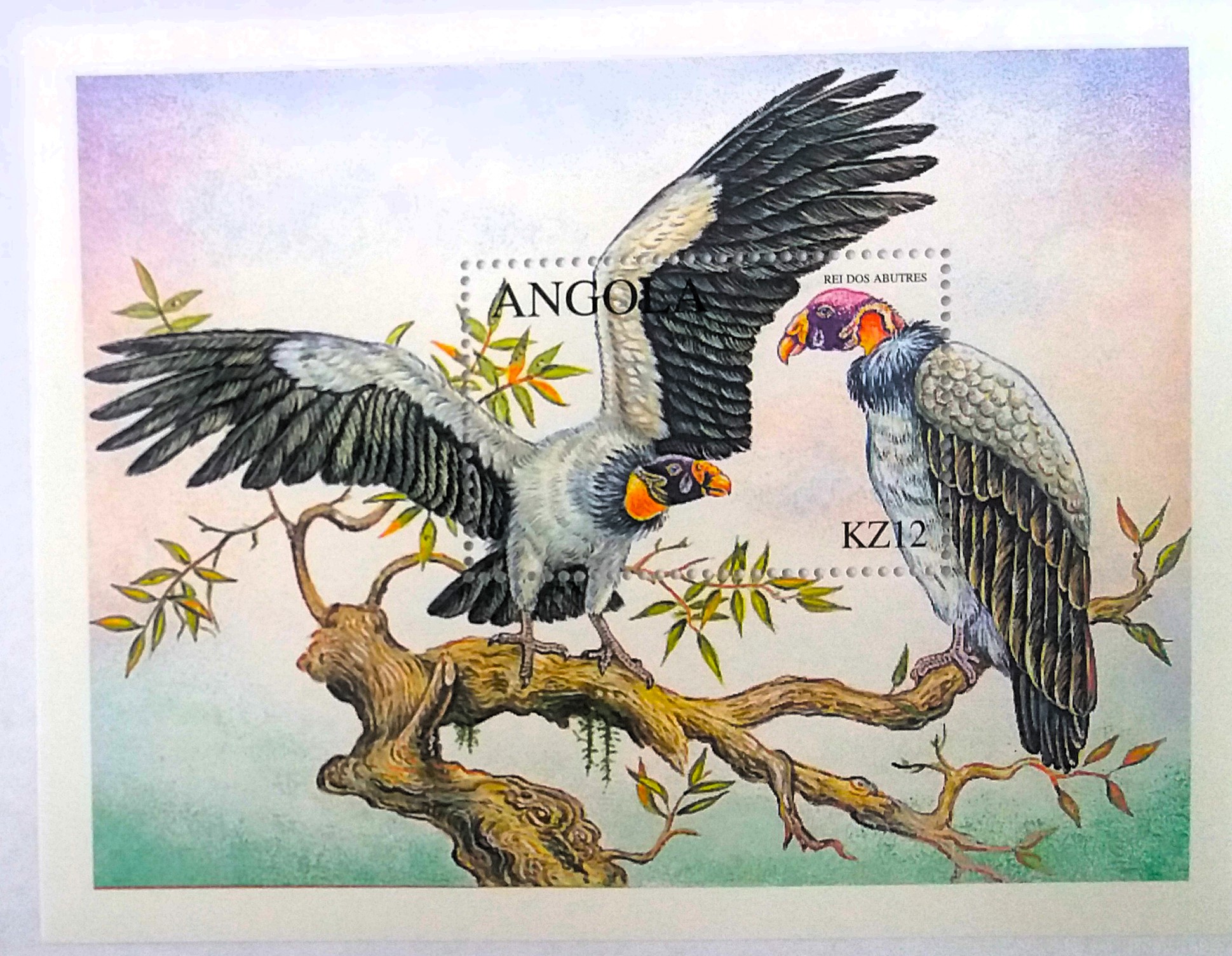 Aršík Angola - sup