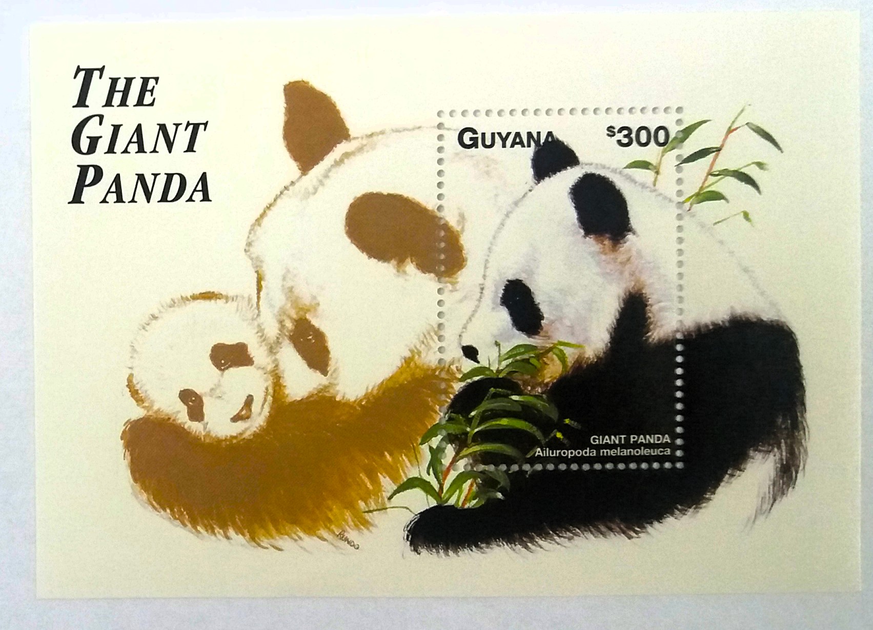 Aršík Guyana - panda