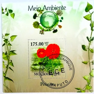 Aršík mozambik - flóra