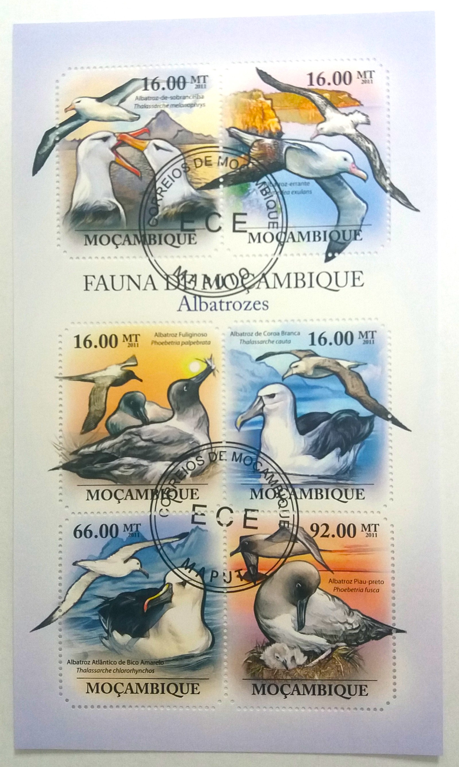 Aršík Mozambik - albatros