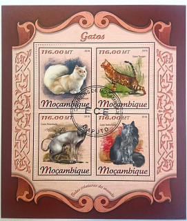 Aršík Mozambique - kočky