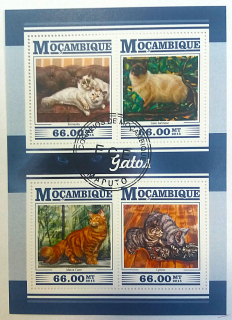 Aršík Mozambique - kočky