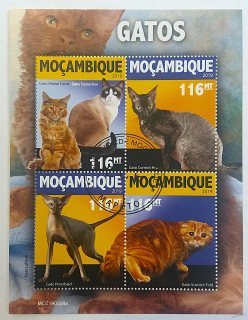 Aršík Mozambique - kočky