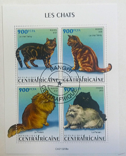 Aršík CentrAfrica - kočky