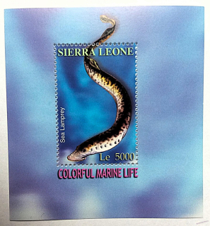 Aršík Sierra Leone - ryby