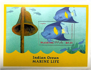Aršík Maldives - ryby