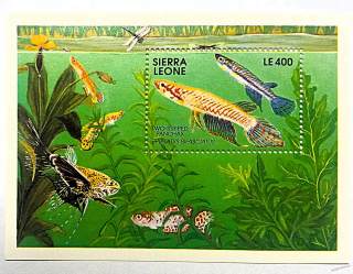Aršík Sierra Leone - ryby