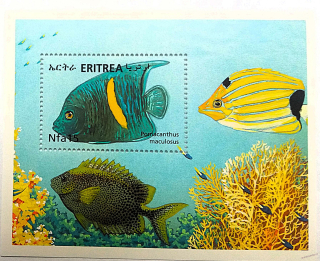Aršík Eritrea - ryby