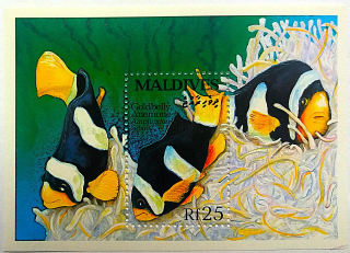 Aršík Maldives - ryby