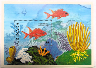 Aršík Grenada - ryby