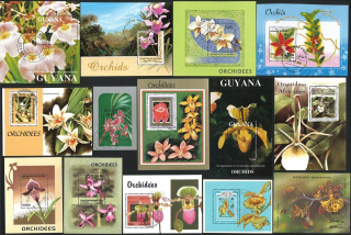 Aršíky - orchideje - 20 ks