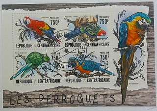 Aršík CentrAfrika - papoušci