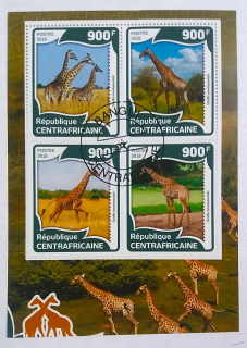 Aršík - CentrAfrica - žirafy