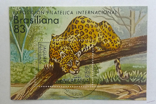 Aršík Brasiliana - jaguar