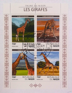 Aršík - Niger - žirafy