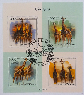 Aršík - Guine-Bissau - žirafy