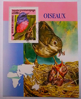 Aršík - Cambodge - ptáci