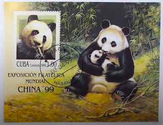 Aršík - Cuba - pandy