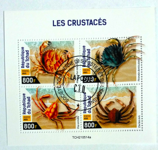 Aršík Tchad - krabi