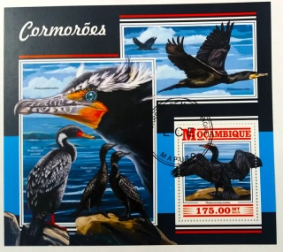 Aršík Mozambik - kormoráni